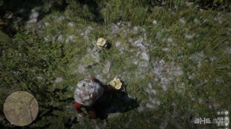 荒野大镖客2舞菇在哪 分布位置及获取方法介绍