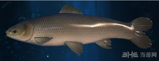 古剑奇谭3青鱼在哪钓 青鱼所需鱼饵及钓鱼地点分布