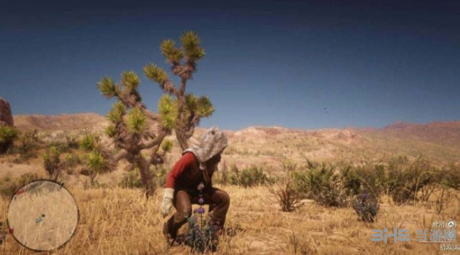 荒野大镖客2沙漠鼠尾草在哪 沙漠鼠尾草分布位置介绍