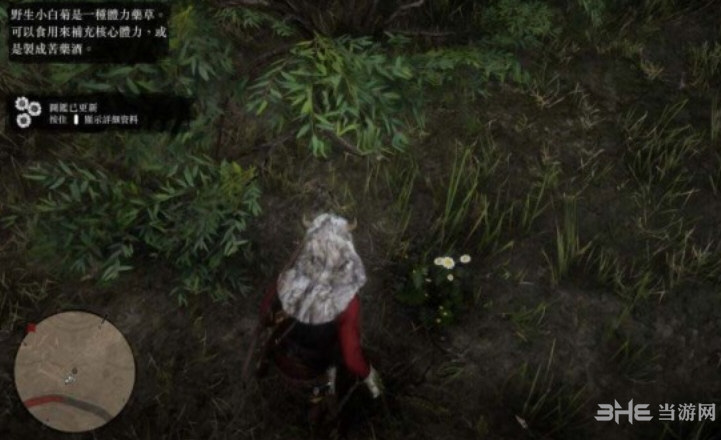 荒野大镖客2野生小白菊在哪 分布位置及获取方法介绍