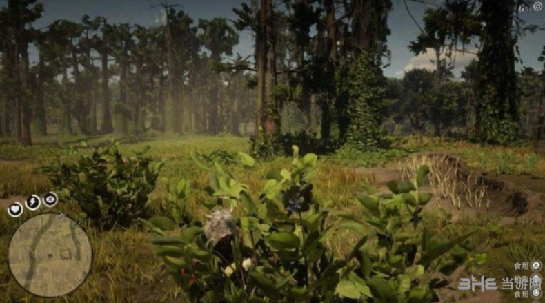 荒野大镖客2常青越橘梅在哪 常青越橘梅分布位置介绍