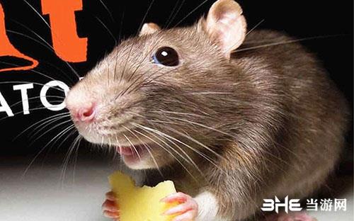 老鼠模拟器怎么玩 核心玩法攻略