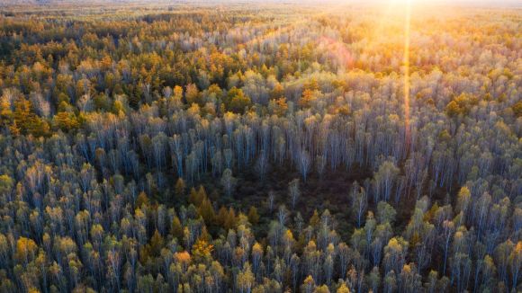 松树砍伐补偿标准