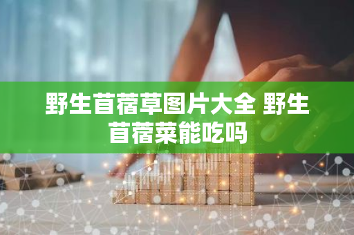 野生苜蓿草图片大全 野生苜蓿菜能吃吗