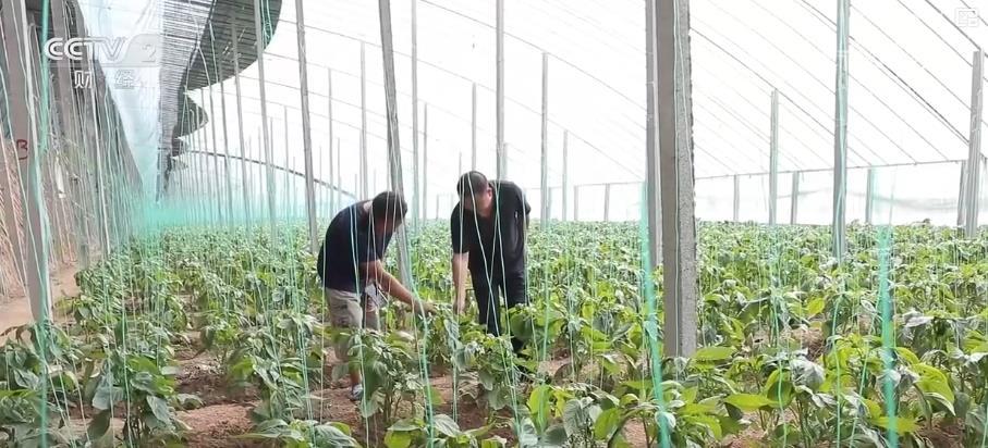菜品丰富、供应量充足 中秋节日期间蔬菜供应有保障
