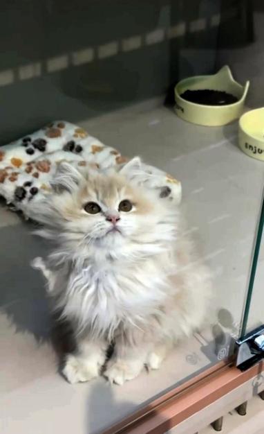 免费领养猫咪却深陷“捆绑消费” 揭秘背后的利益链