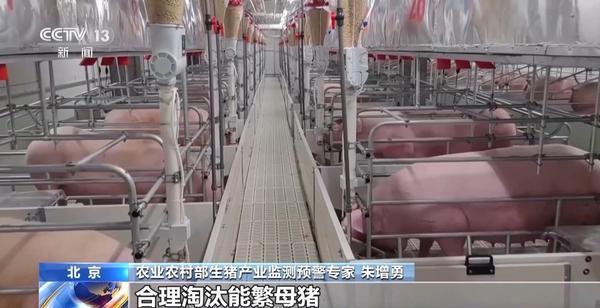 “二师兄”的身价要稳住 猪企开始给猪“减肥”了