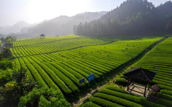 理想华莱：科技赋能黑茶产业 引领安化经济腾飞